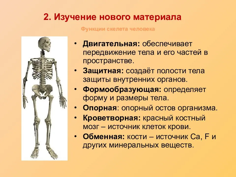 
    Урок-исследование «Скелет человека»

      