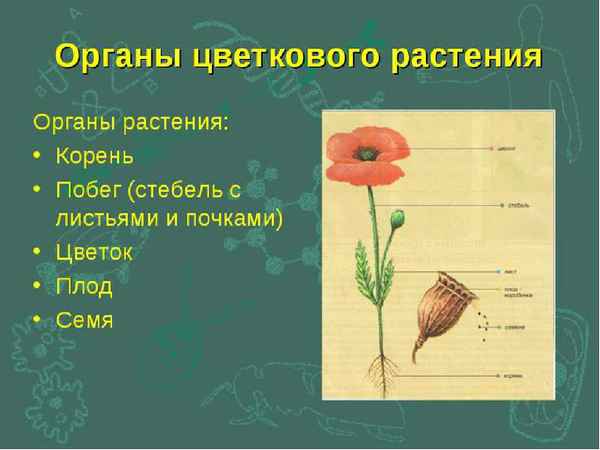
    Урок по теме «Органы цветкового растения». 6-й класс

      