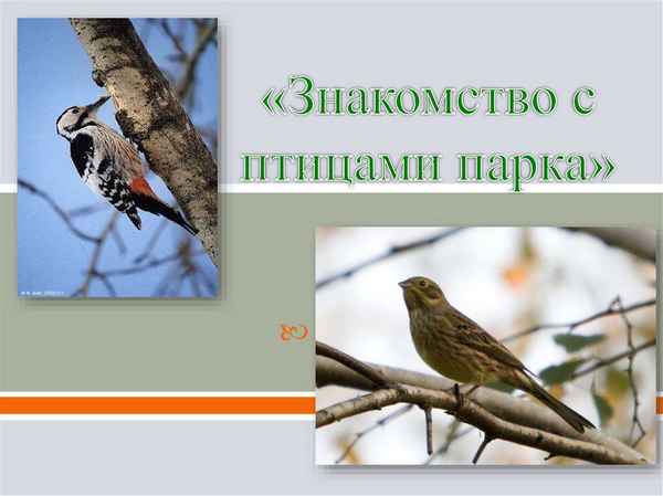
    Урок-экскурсия «Знакомство с птицами парка». 7-й класс

      
