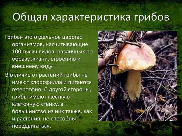 
    «Грибы. Общая хаpaктеристика грибов. Шляпочные грибы». 6-й класс

      