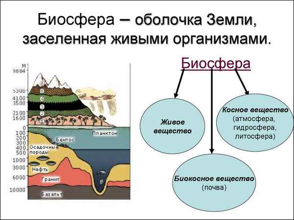 
    «Биосфера – живая оболочка Земли. Структура и компоненты биосферы». 11-й класс (профильная группа)

      