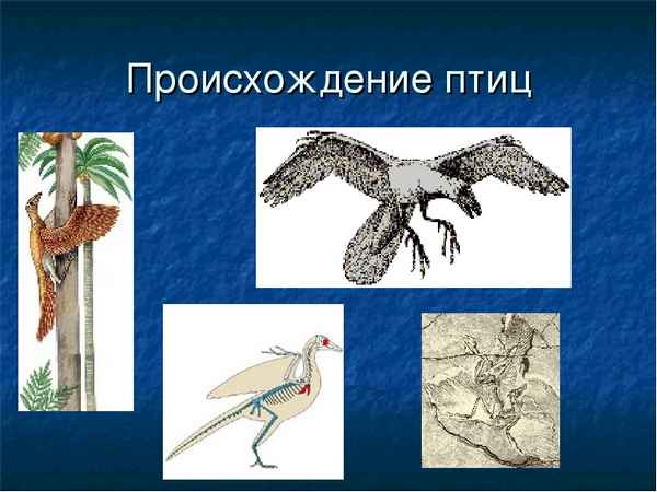 
    Урок биологии на тему «Происхождение птиц». 7-й класс

      