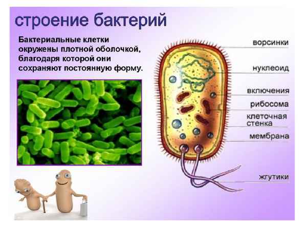 
    Разработка урока биологии по теме "Бактерии". 6-й класс

      