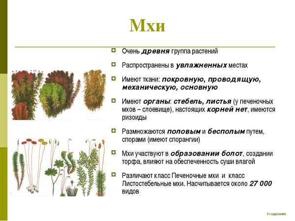 Первые примитивное растения спровоцировали глобальные оледенения в палеозое - savinomuseum.ru