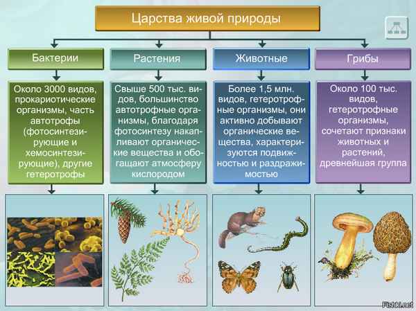 
    Царства живой природы: Растения, Животные, Грибы, Бактерии

      