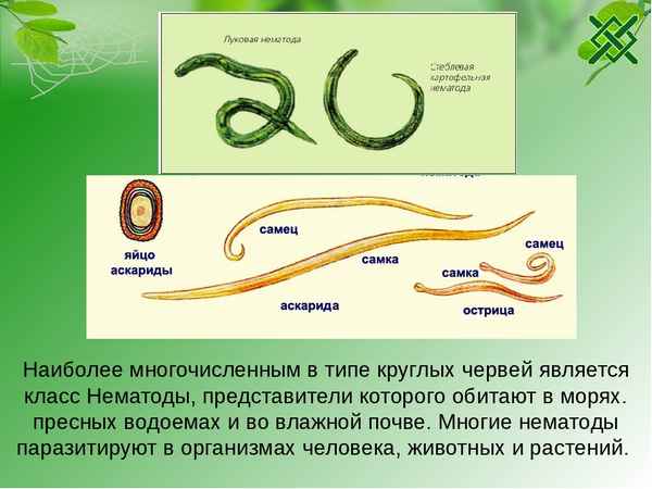 
    Урок биологии на тему "Круглые черви". 7-й класс

      