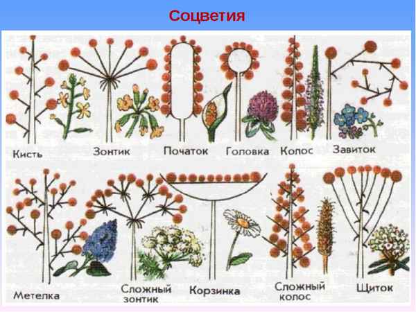 
    Интегрированный урок биологии и ИЗО в 6-м классе. Тема урока: "Разнообразие цветков. Соцветия"

      