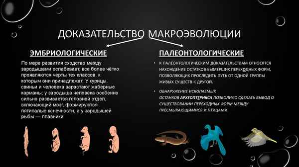 Доказательства эволюции - эмбриологические, палеонтологические и сравнительно-анатомические