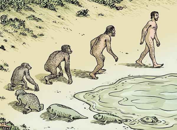 Происхождение человека. Эволюционная теория Дарвина