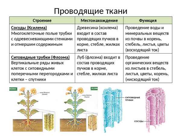 Проводящая ткань растений: строение, функции, ее значение в жизни