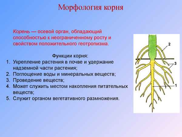Корень растений: морфология, функции и корневые системы