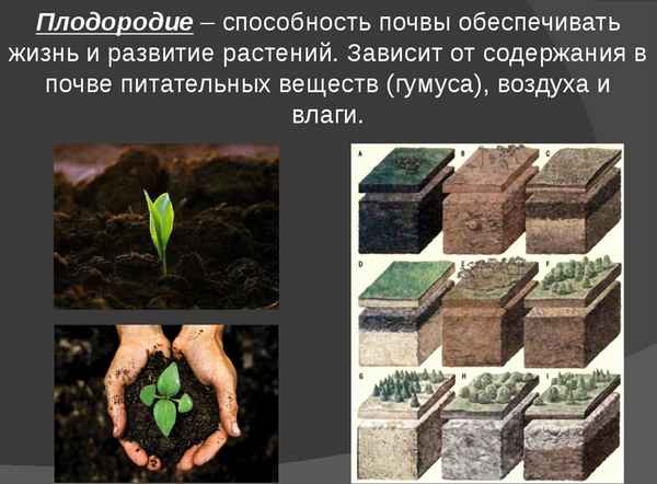 Что такое почва. Плодородие и удобрение почвы