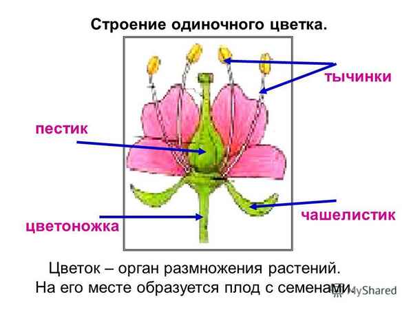 Цветок растения. Строение, органы размножения (пестики и тычинки)