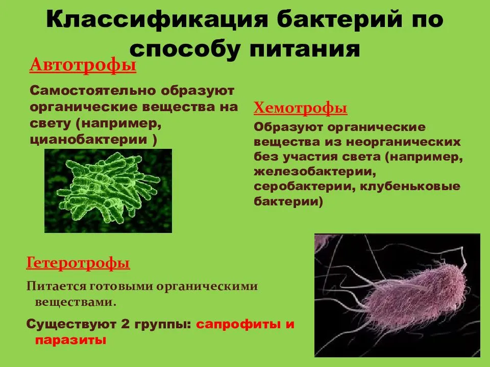 Общая характеристика бактерий - строение, питание, классификация