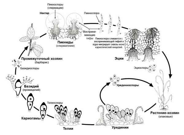 Ржавчинные грибы. Характеристика, размножение, особенности жизненного цикла